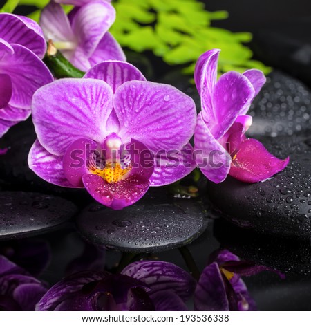spa setting of stripped lilac orchid (phalaenopsis), branch of fern, black zen stones with drops and reflection on water