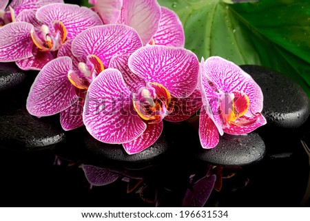 spa concept of blooming twig stripped violet orchid (phalaenopsis ), zen stones with drop on the big green leaf with reflection on water