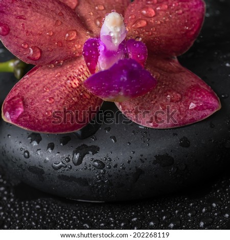 Beautiful spa concept  of deep purple orchid (phalaenopsis) and bud, zen stone with drops on dark background, closeup