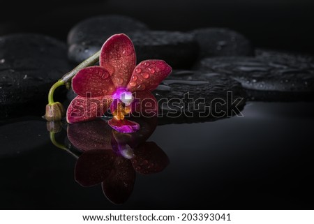 spa concept  of dark purple orchid (phalaenopsis), bud on zen stones with drops in reflection water