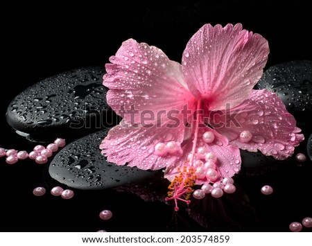 Beautiful spa concept of delicate pink hibiscus, zen stones with drops and pearl beads on water,  closeup