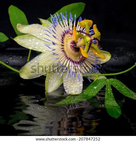 beautiful spa concept of passiflora flower and green branch on zen stones with ripple reflection in water, closeup