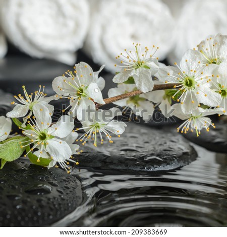 Spa set of blooming fresh twig plum on zen stones and white towels, ripple reflection on water, closeup