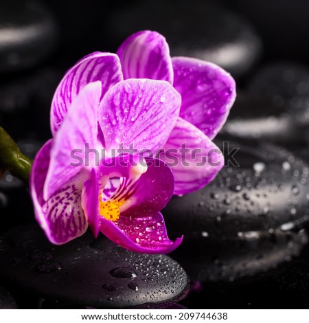 Spa concept of zen stones, blooming twig lilac stripped orchid, phalaenopsis with drops and reflection on water