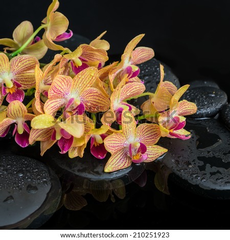Beautiful spa setting of zen stones with drops and blooming twig of stripped orange orchid (phalaenopsis ), reflection on water
