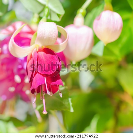 blossoming red and white a fuchsia flower outdoor background, `Mood Indigo`, closeup