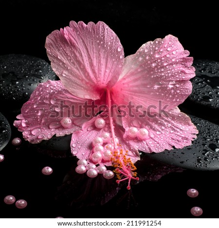 Beautiful spa concept of delicate pink hibiscus, zen stones with drops and pearl beads on water,  closeup