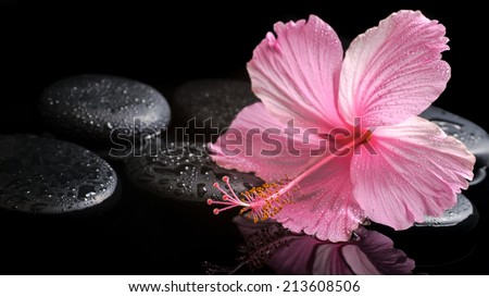 spa concept  of  blooming pink hibiscus on zen stones with drops, reflection in water, closeup