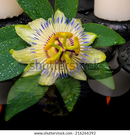 spa still life of passiflora flower, green leaf with drop, towels and candles on zen stones in reflection water, closeup