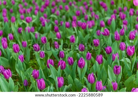 Similar – Image, Stock Photo Tulip Lilac Wonder Light