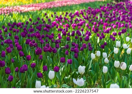 Similar – Image, Stock Photo Tulip Lilac Wonder Light