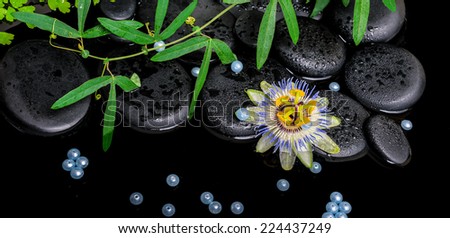 spa concept of passiflora flower, green  branches,  zen basalt stones with drops and pearl beads in dark water