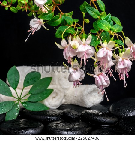 spa setting of branch pink fuchsia flower, towels, leaf shefler and zen basalt stones with dew, `Frank Unsworth`, closeup