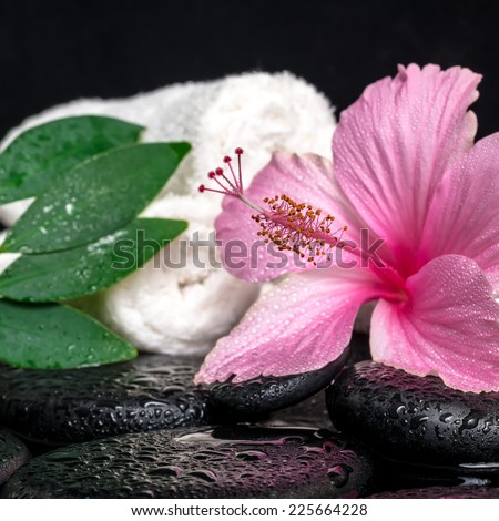 healthcare concept of pink hibiscus, green leaf shefler with drops and white stacked towels on zen stones in water, closeup