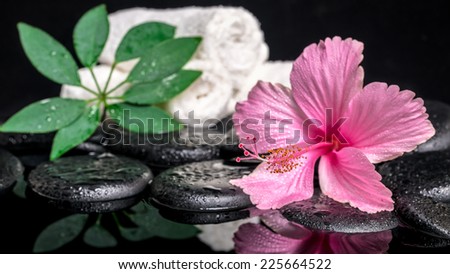 spa concept of delicate pink hibiscus, green leaf shefler with drops and white stacked towels on zen stones in reflection water