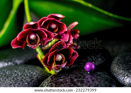 spa concept of dark cherry flower orchid phalaenopsis, zen basalt stones with drops and lilac beads