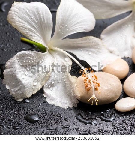 Beautiful spa concept of delicate white hibiscus and stones with drops on black background, closeup