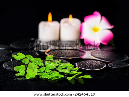 spa concept of green branch Adiantum fern with drops, plumeria flower and candles on zen basalt stones in reflection water
