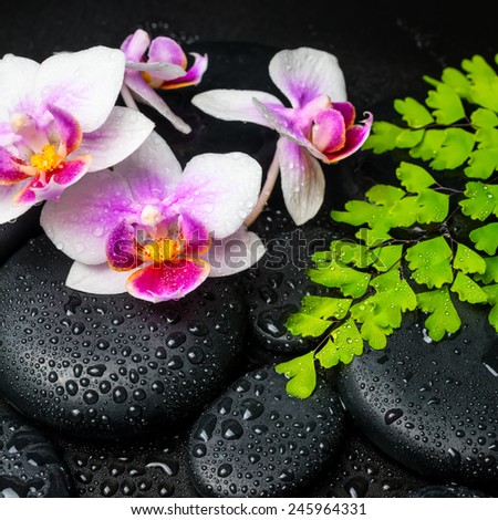 Spa background of white with red orchid (mini phalaenopsis) flower, green leaves fern and zen stones with drops, closeup