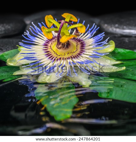 spa concept of passiflora flower on green leaf, zen basalt stones with drops in ripple water, closeup