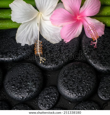 spa concept of zen basalt stones, white, pink hibiscus flower and natural bamboo with drops, closeup