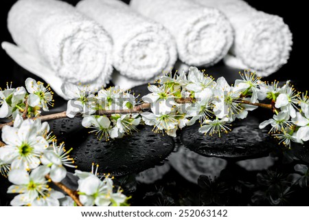 blooming twig of plum, white towels on zen stones with reflection water, spa background
