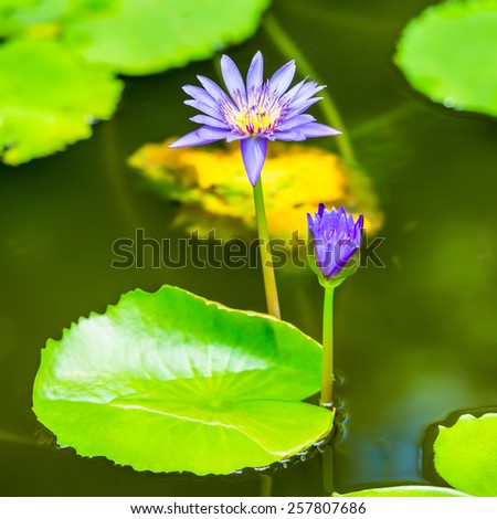 beautiful blue lily against the water and green leaves, closeup