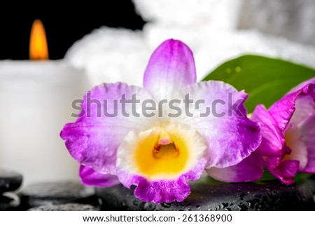 closeup of spa still life purple orchid dendrobium, candle  and green leaf Calla lily with dew on black zen stones