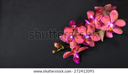 beautiful top down spa concept of twig red orchid flower, phalaenopsis with water drops on black background, panorama