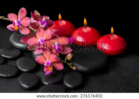 beautiful spa concept of blooming twig red orchid flower, phalaenopsis with water drops and candles on zen basalt stones, closeup