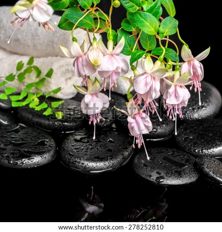 spa setting of branch pink fuchsia flower, towels, leaf fern  and zen basalt stones with dew, `Frank Unsworth`, closeup