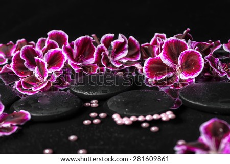 beautiful spa concept of geranium flower, beads and black zen stones with drops in reflection water, closeup