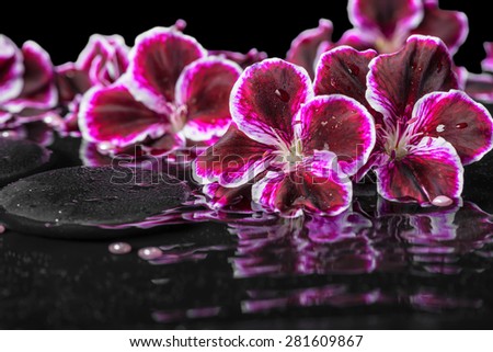beautiful spa still life of blooming dark purple geranium flower and beads on ripple reflection dark water, closeup