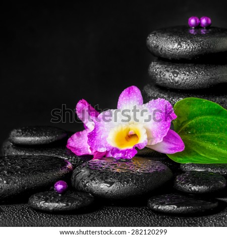 spa concept of purple orchid flower, green leaf, pyramid zen basalt stones with drops and beads, closeup