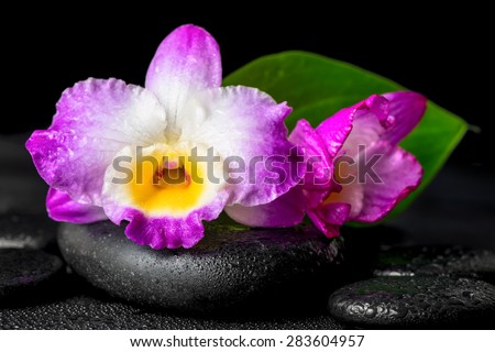 spa still life of purple orchid dendrobium and green leaf Calla lily with drops on black zen stones