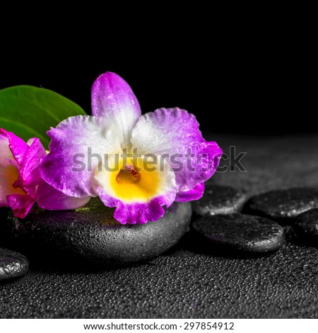 closeup of spa background with purple orchid dendrobium and green leaf Calla lily, drops on black zen stones