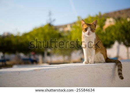 Homeless cat. Red and white homeless cat sitting outdoor