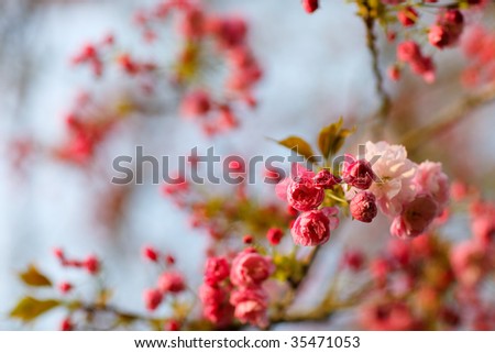 Wild cherry pink flowers. Spring wild cherry blossoms.