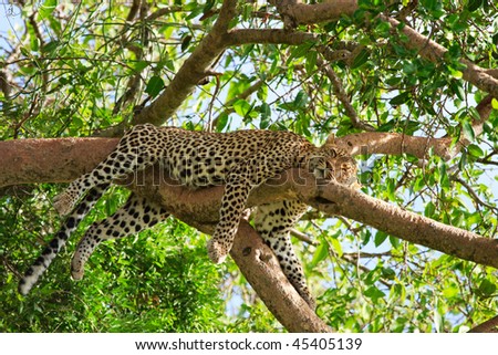 Beautiful leopard sleeping on tree in Serengeti, Tanzania