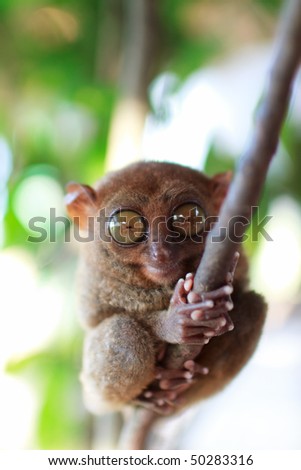Tarsier, smallest primate, in natural living environment