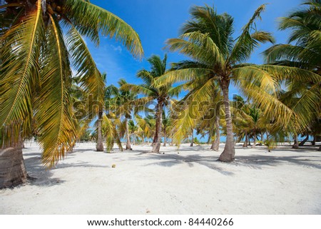 Palm trees at tropical coast in Holbox island Mexico