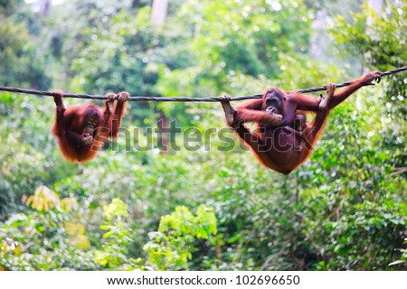 Mother, baby and child orangutans from Sabah in Malaysian Borneo