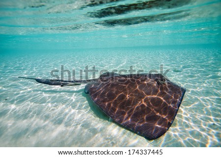 Sting ray swimming in shallow water