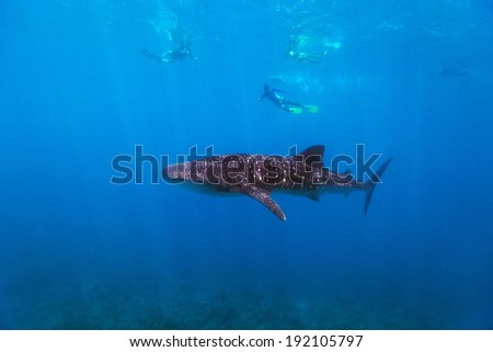 Whale shark surrounded my snorkelers in Indian ocean at Maldives