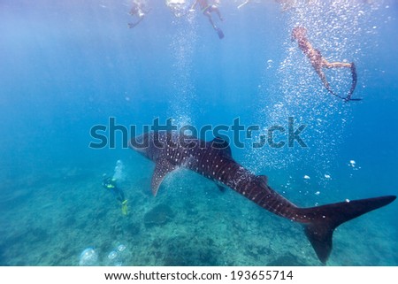 Whale shark surrounded by snorkelers and divers in Indian ocean at Maldives