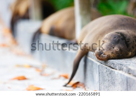 Sea lions sleeping along a pedestrian walkway