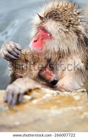 Mother and baby snow monkeys Japanese Macaques bathe in onsen hot springs of Nagano, Japan