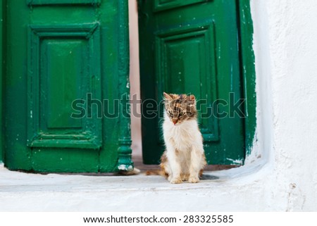 Cat outdoors in front of colorful green door in Greece