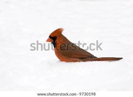 Male northern cardinal standing in snow