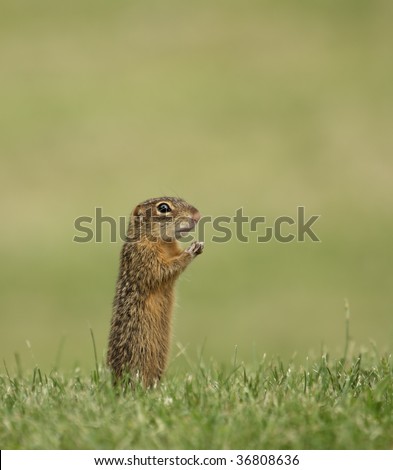 Thirteen-lined ground squirrel (spermophilus tridecemlineatus)  in the grass looks like praying